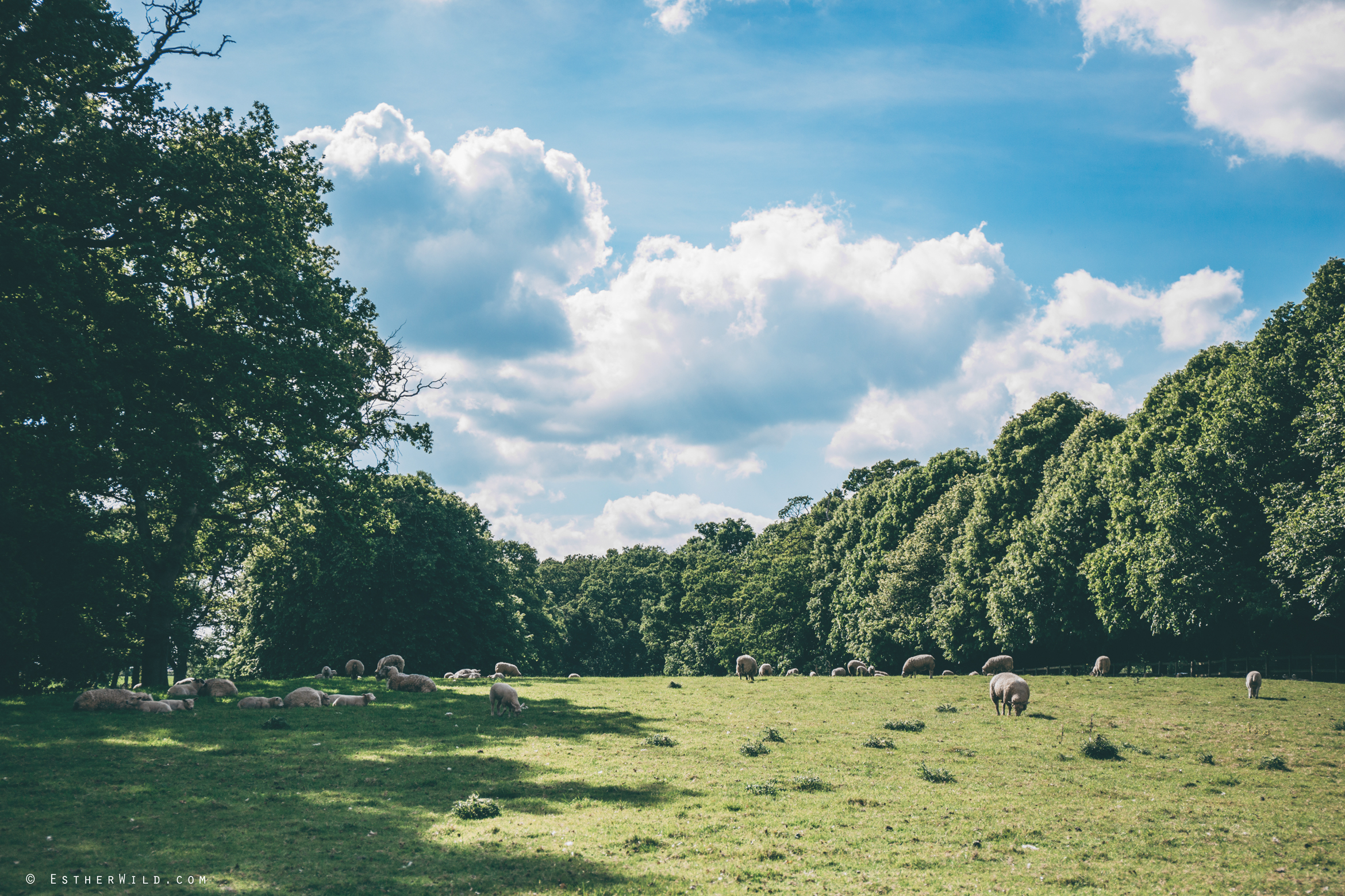 Norfolk_Wedding_Photographer_Mannington_Hall_Country_Esther_Wild_1738.jpg
