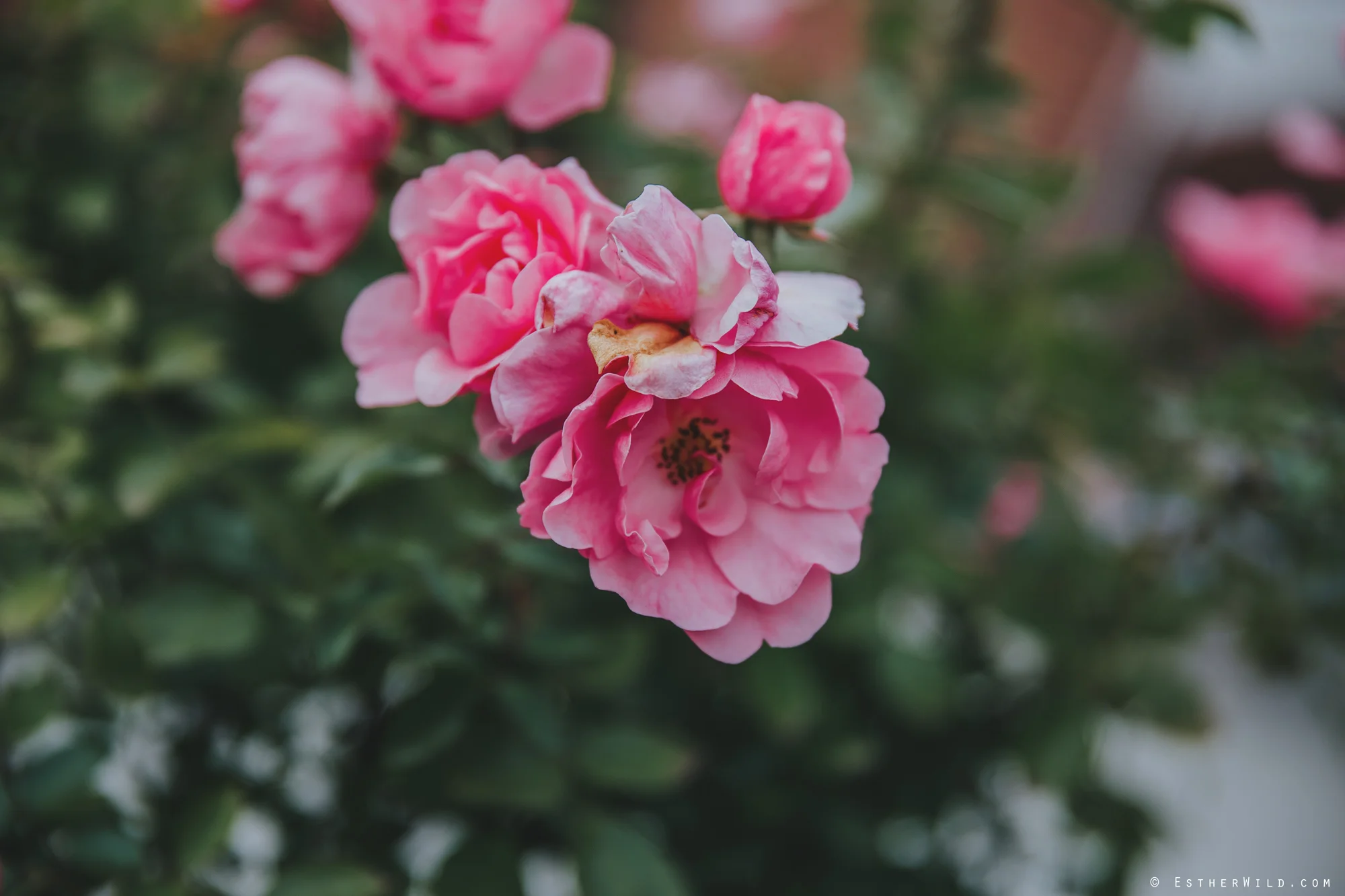 Reading_Room_Weddings_Alby_Norwich_Photographer_Esther_Wild_IMG_2054.jpg