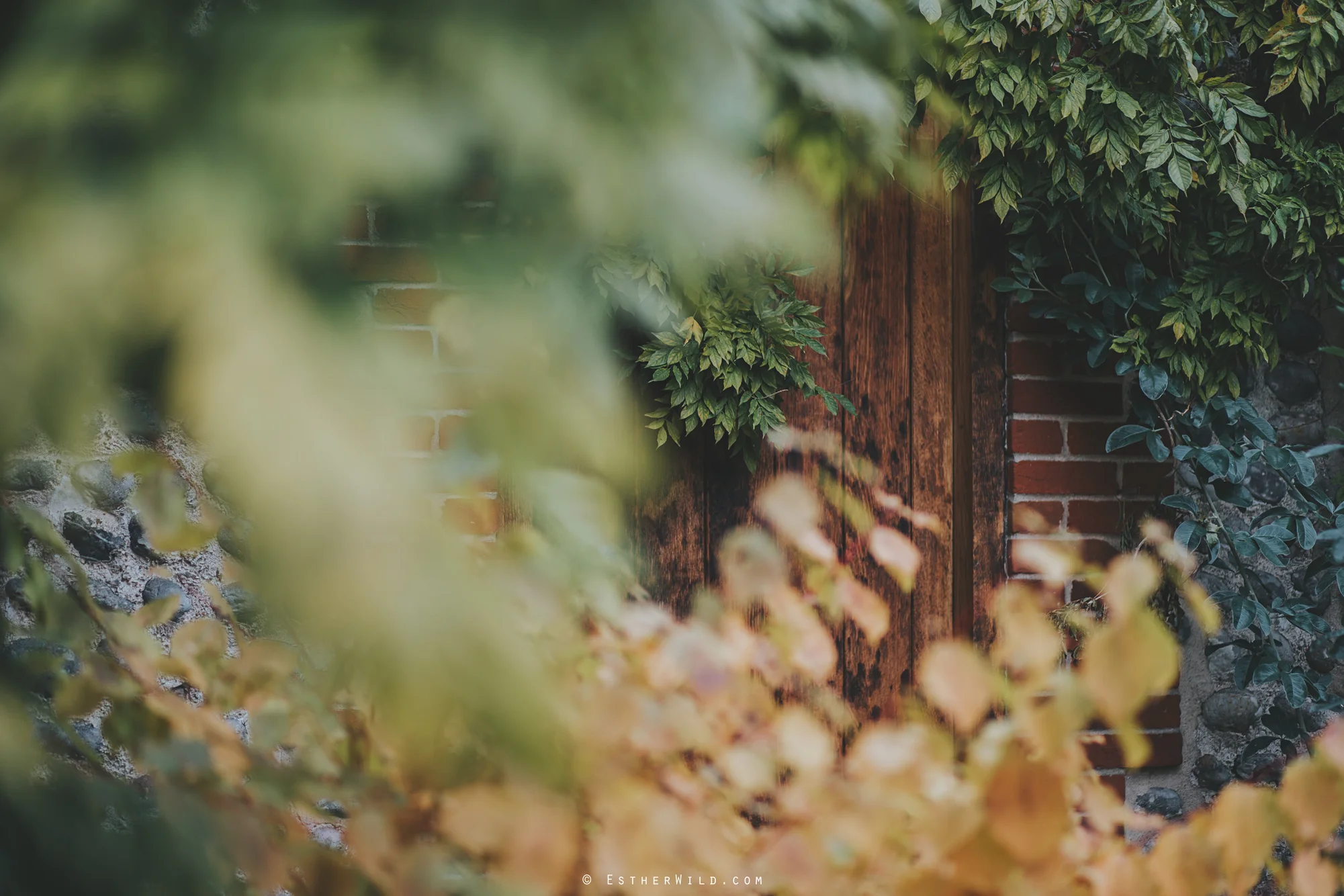 Wedding_Photographer_Chaucer_Barn_ Norfolk_Copyright_Esther_Wild_
