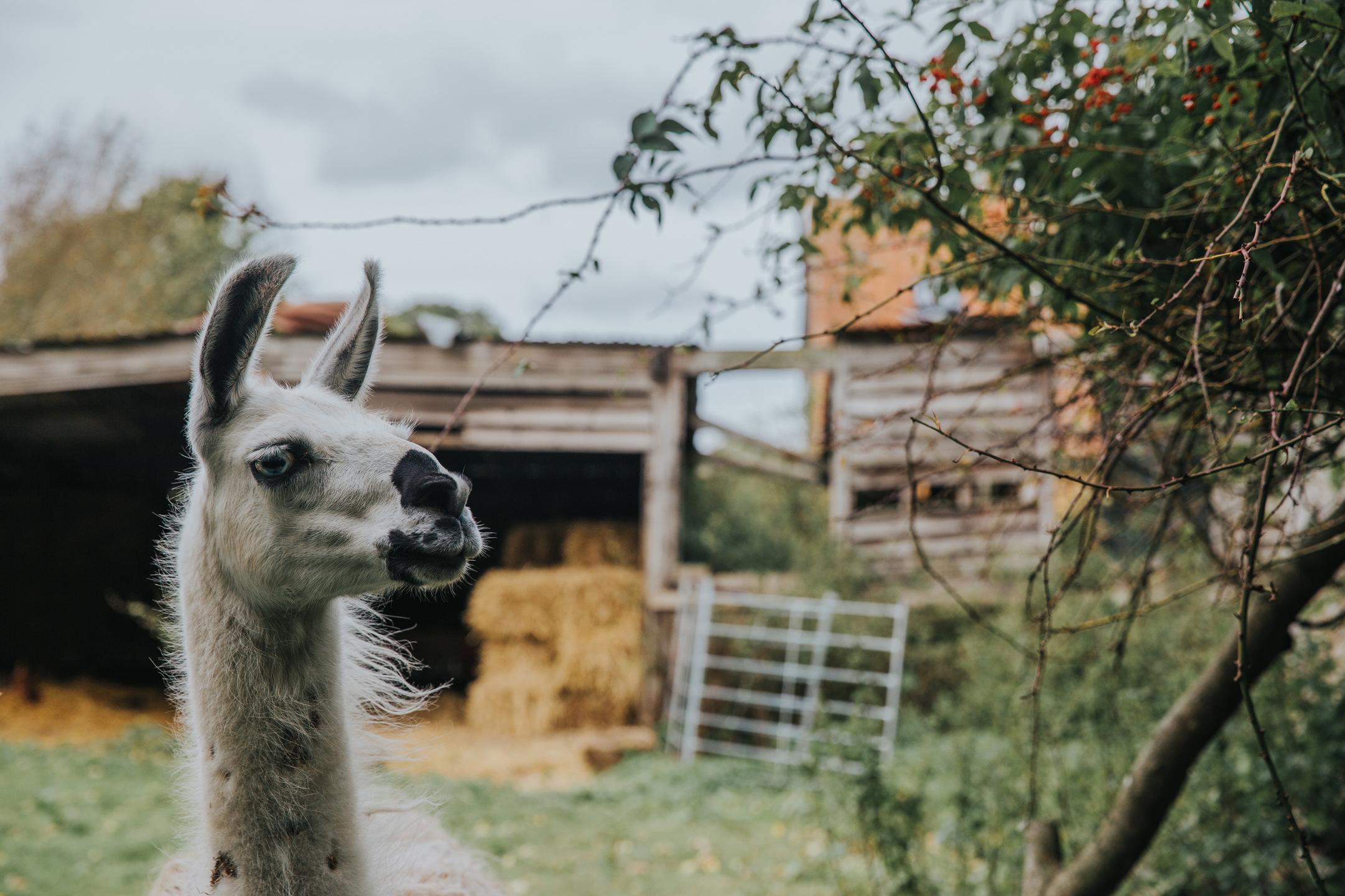 Esther_Wild_Little_Horse_Box_Norfolk_Wedding_IMG_2741.jpg