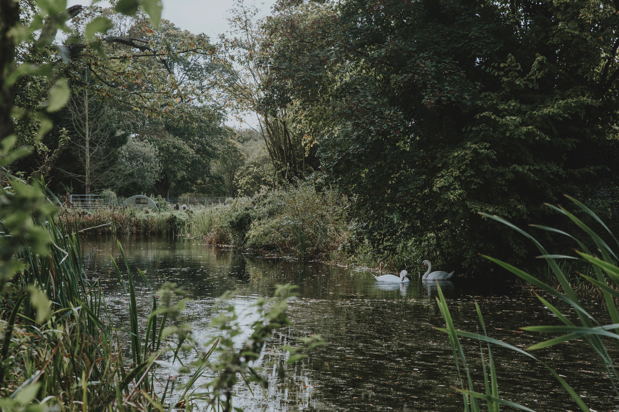 Norfolk_Wedding_Esther_Wild_Little_Horse_Box_IMG_1962.jpg