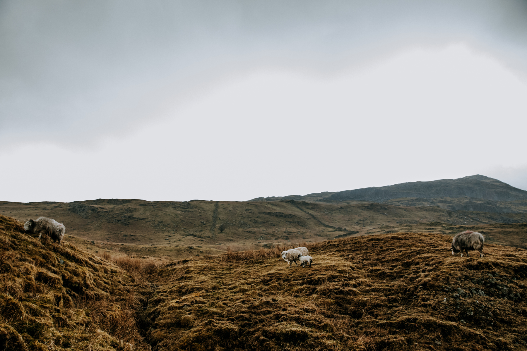 Lake_District_Wild_Mountain_Wedding_Elope_Photographer_Cumbria_Esther_Wild