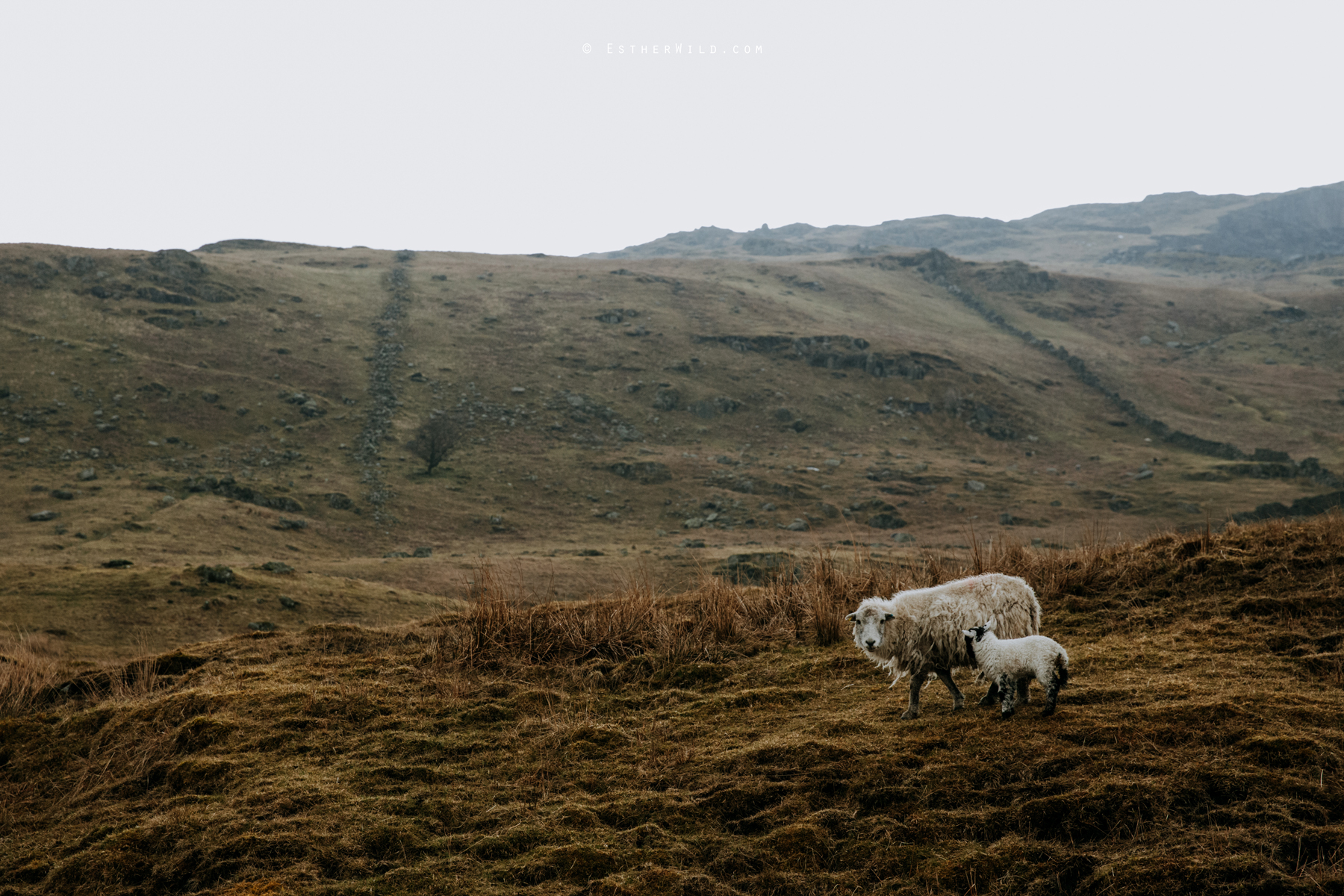 Lake_District_Wild_Mountain_Wedding_Elope_Photographer_Cumbria_Esther_Wild