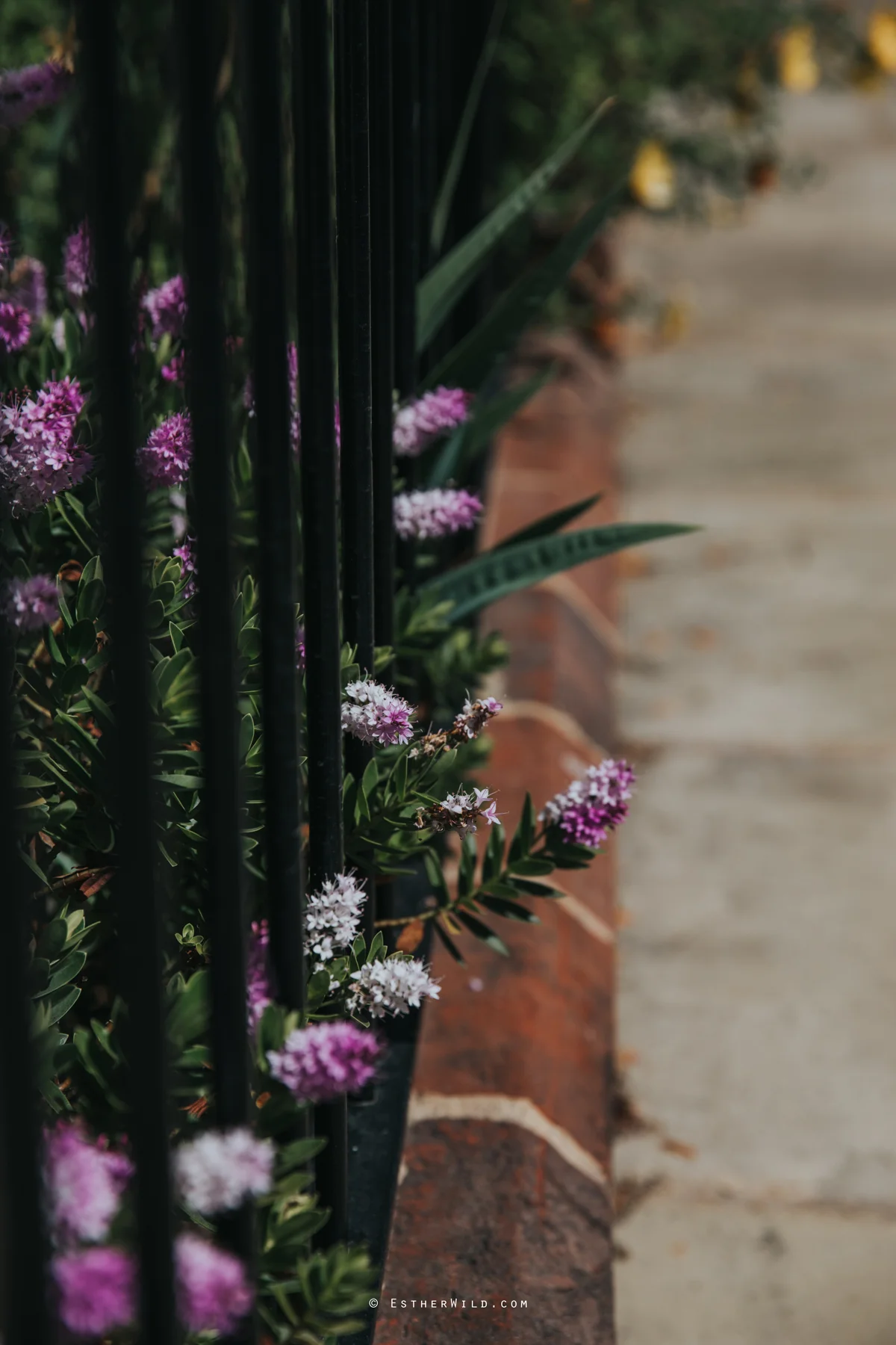 Assembly_House_Norwich_Norfolk_Esther_Wild_Photographer_IMG_0105.jpg