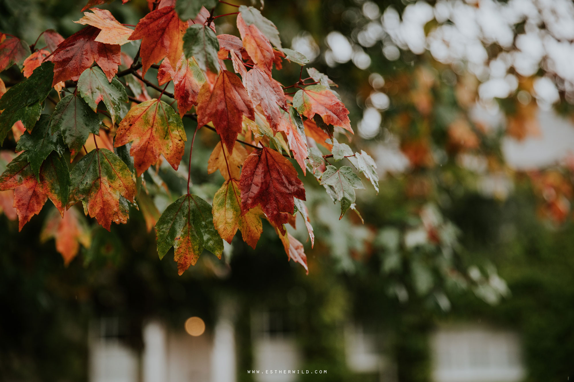 Northbrook_Park_Farnham_Surrey_London_Wedding_Hindu_Fusion_Esther_Wild_Photographer_IMG_3122.jpg