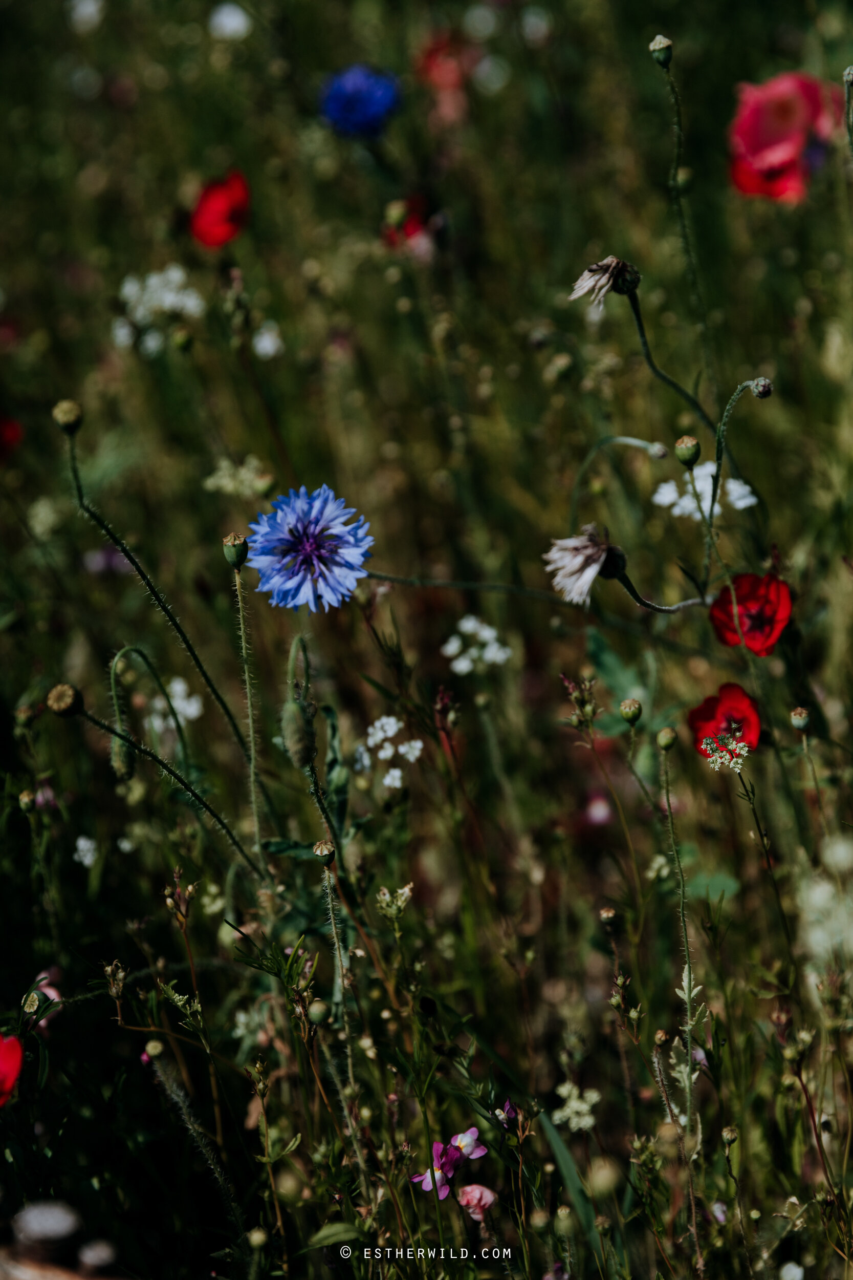 Godwick_Norfolk_Wedding_Documentary_Photography_Copyright_Esther_Wild_442-IMG_4087.jpg