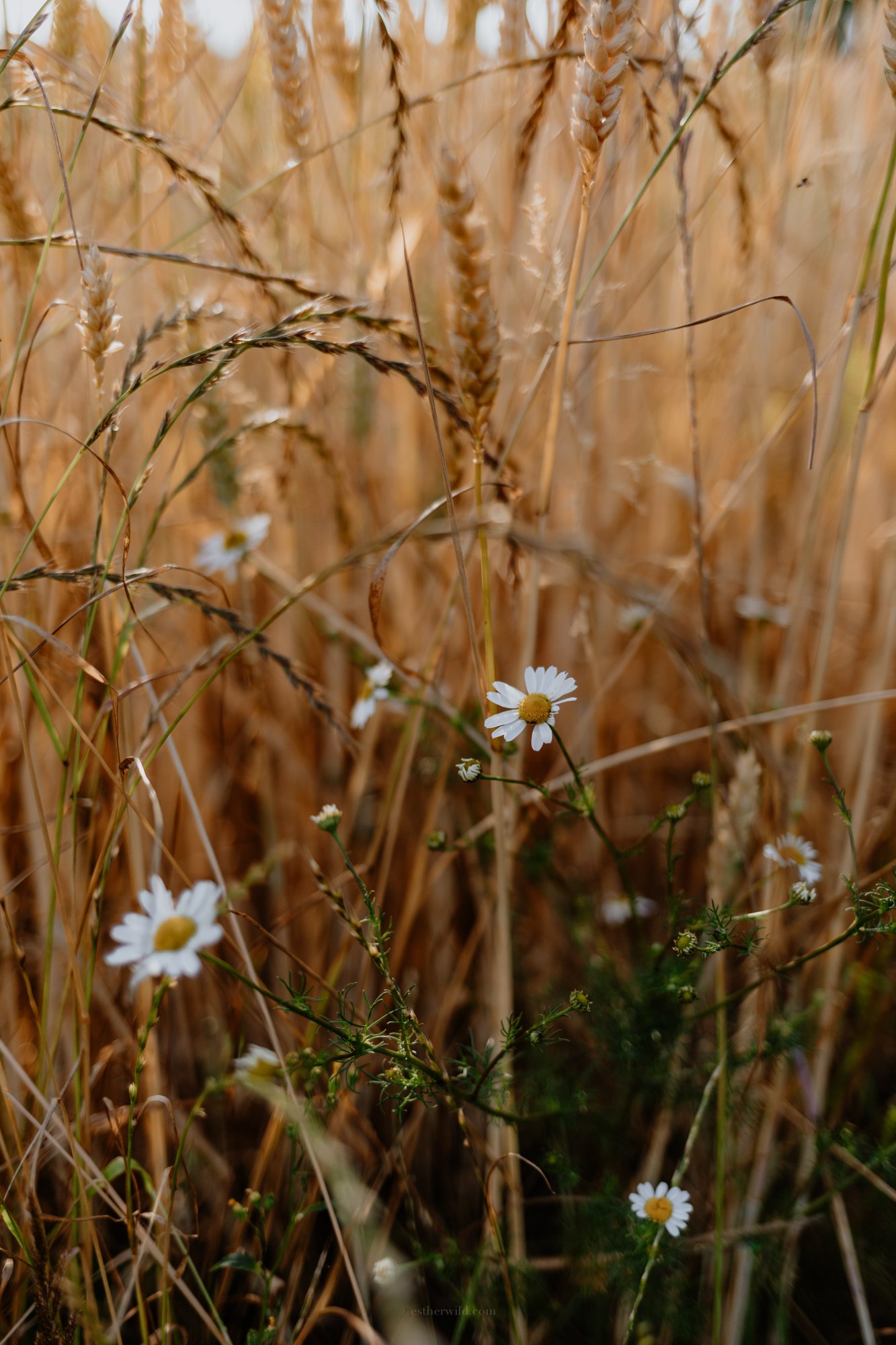 Norfolk_Wedding_Photography_EstherWild-693.jpg