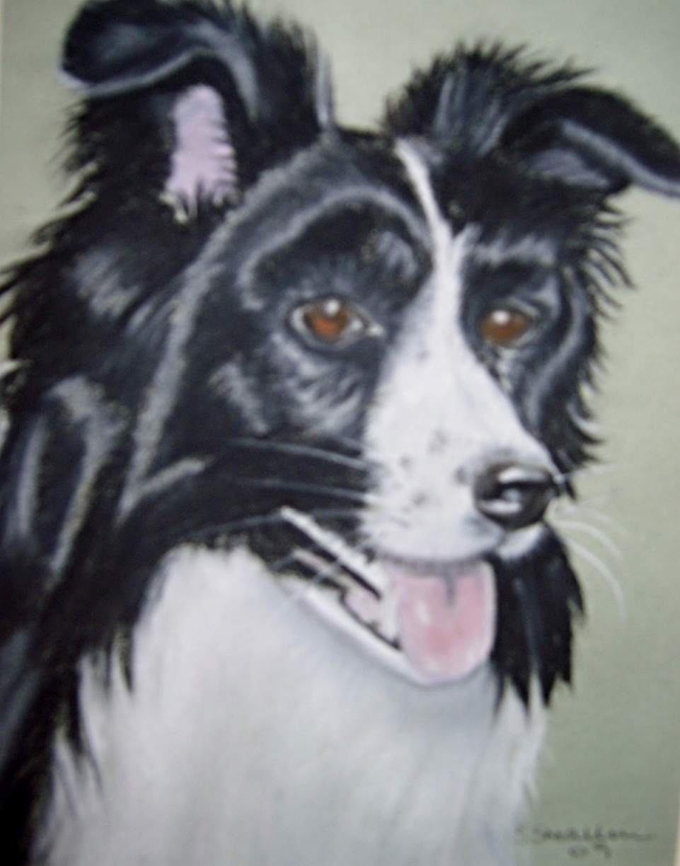 Collie -pastel