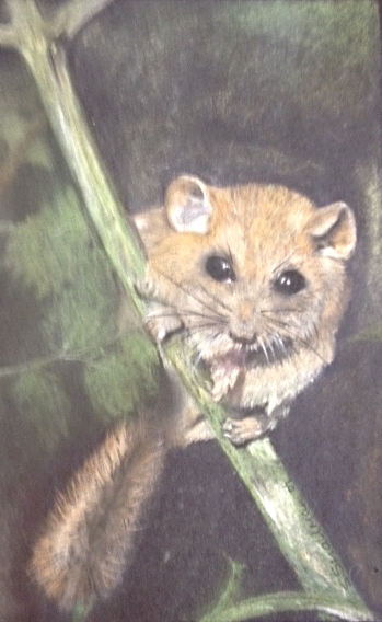 Mouse - pastel