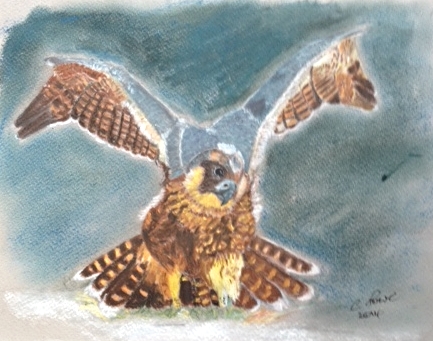 colin bird of prey.jpg