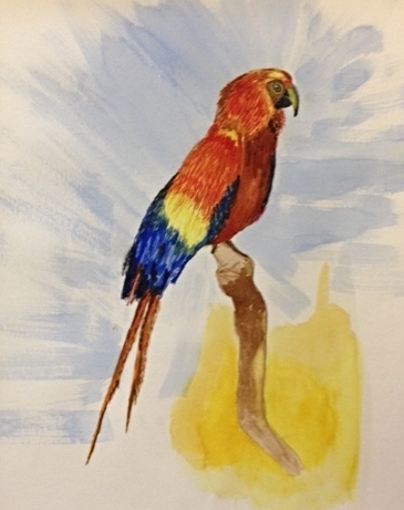 Parrot-watercolour