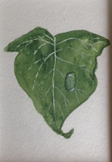 Leaf study-watercolour