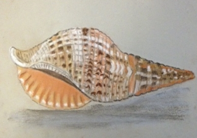 Still life shell-pastel