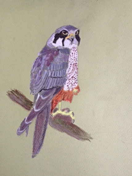 Bird of Prey-pastel