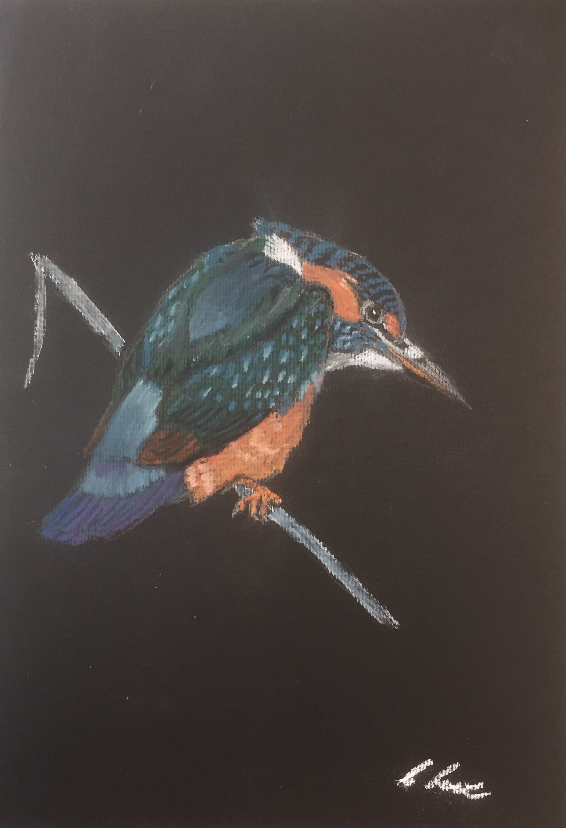 Kingfisher, Pastel pencil.
