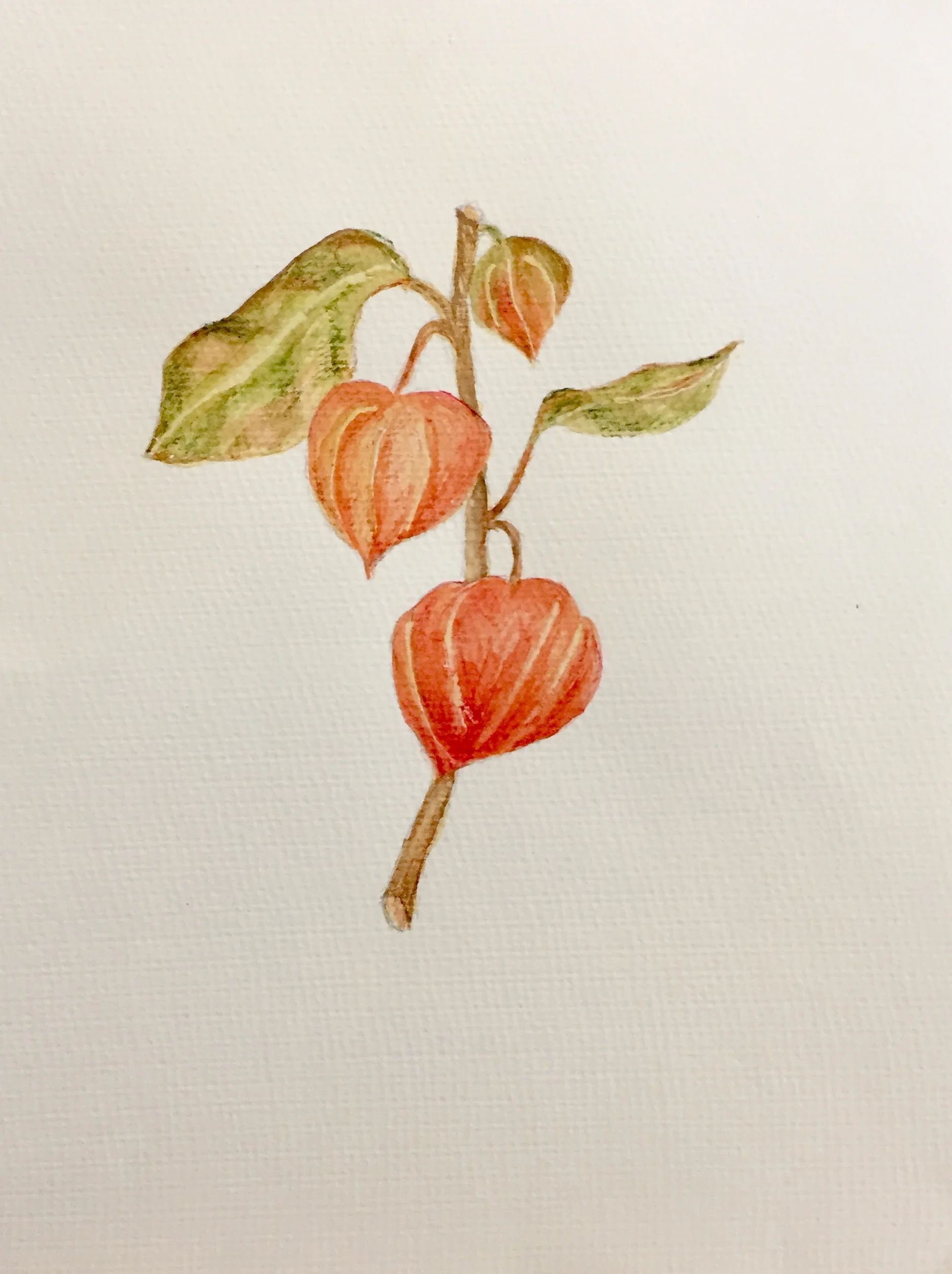 Chinese Lantern- Water colour.