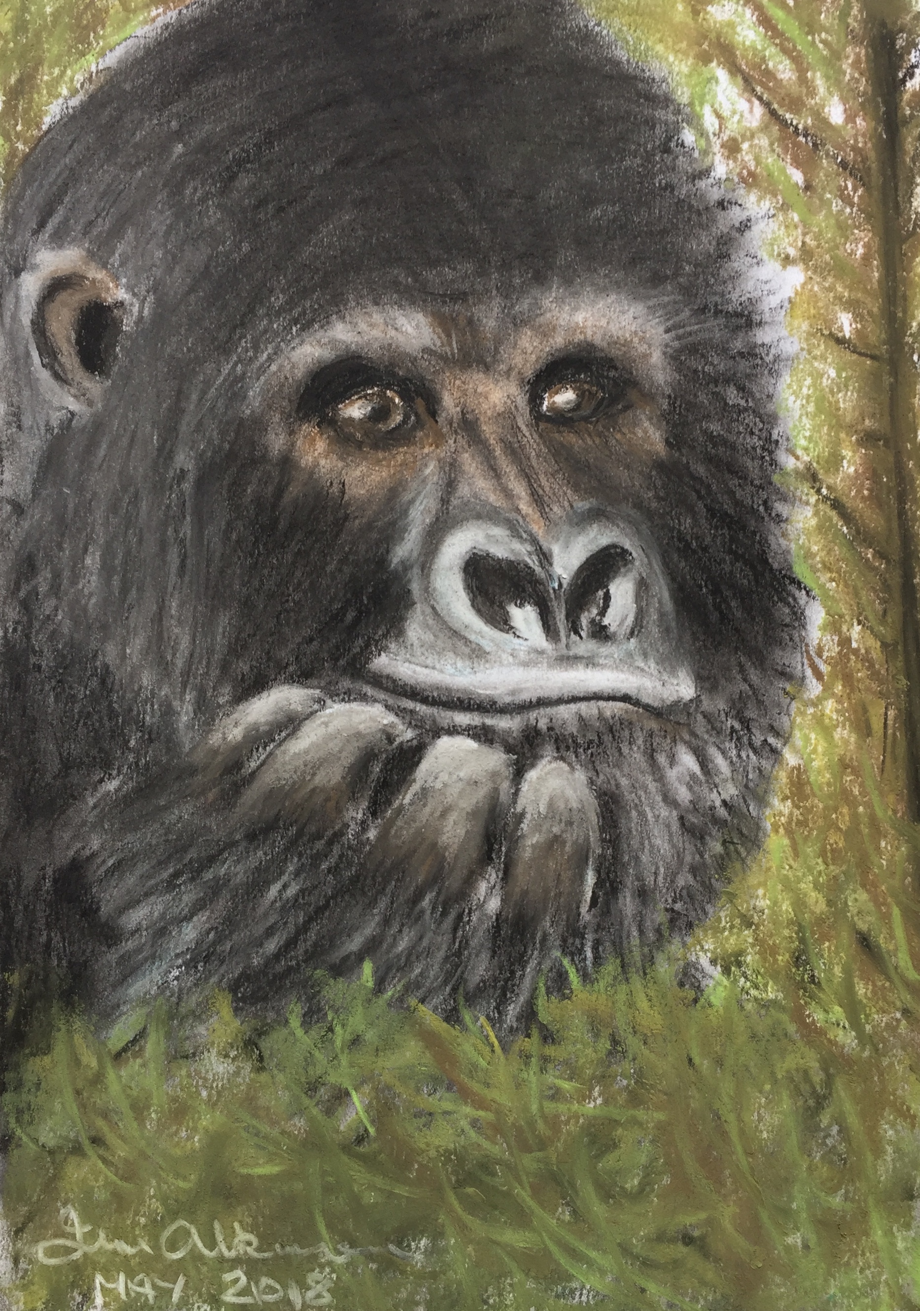 Gorilla - Pastel and Charcoal.