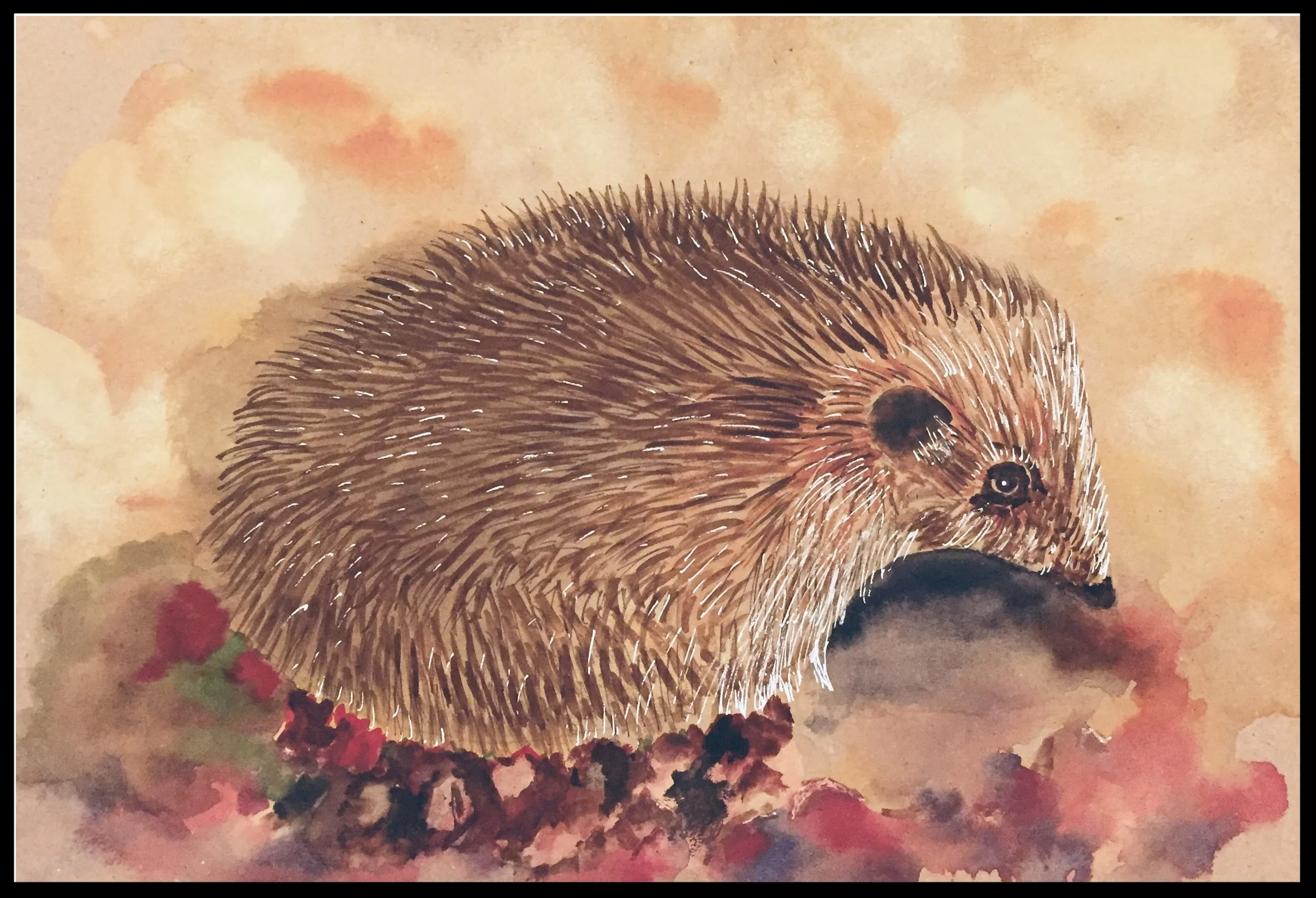 Hedgehog - Pen and Wash.