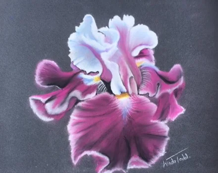 Flower study - Pastel.