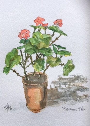 pelargonium - Pen and wash.