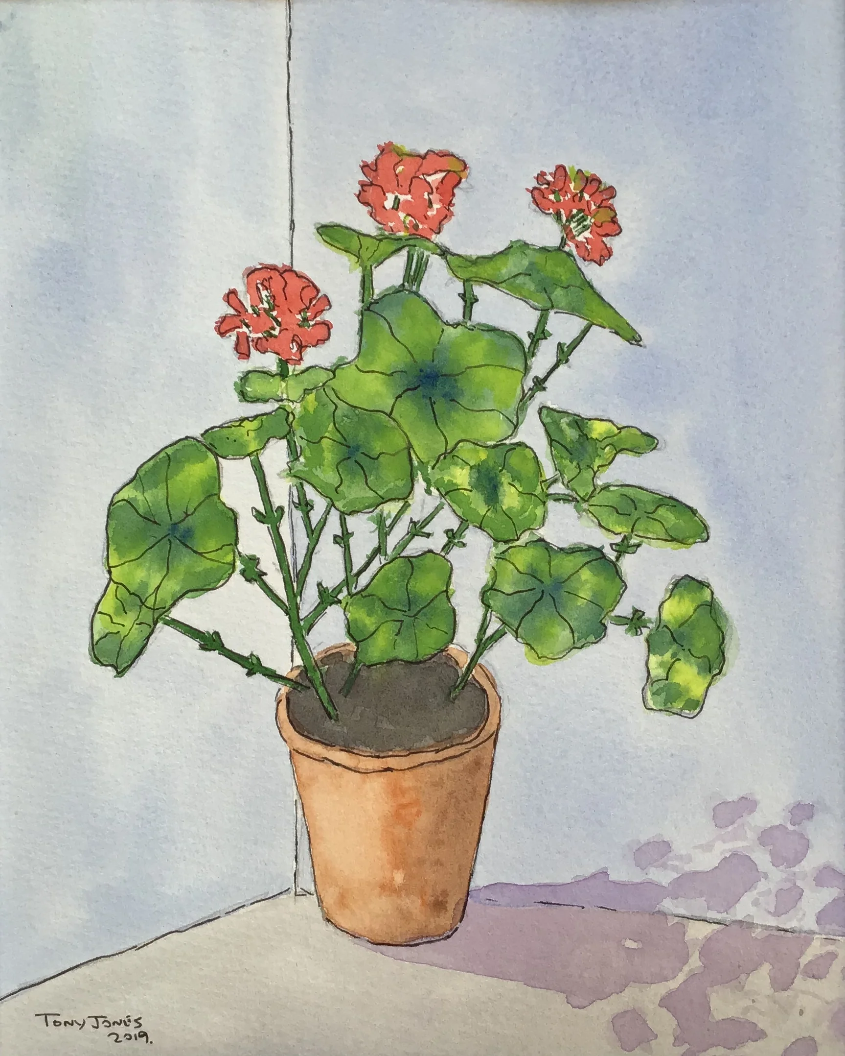 pelargonium - Pen and wash.