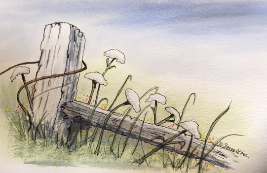 Broken fence - Pen and Wash.