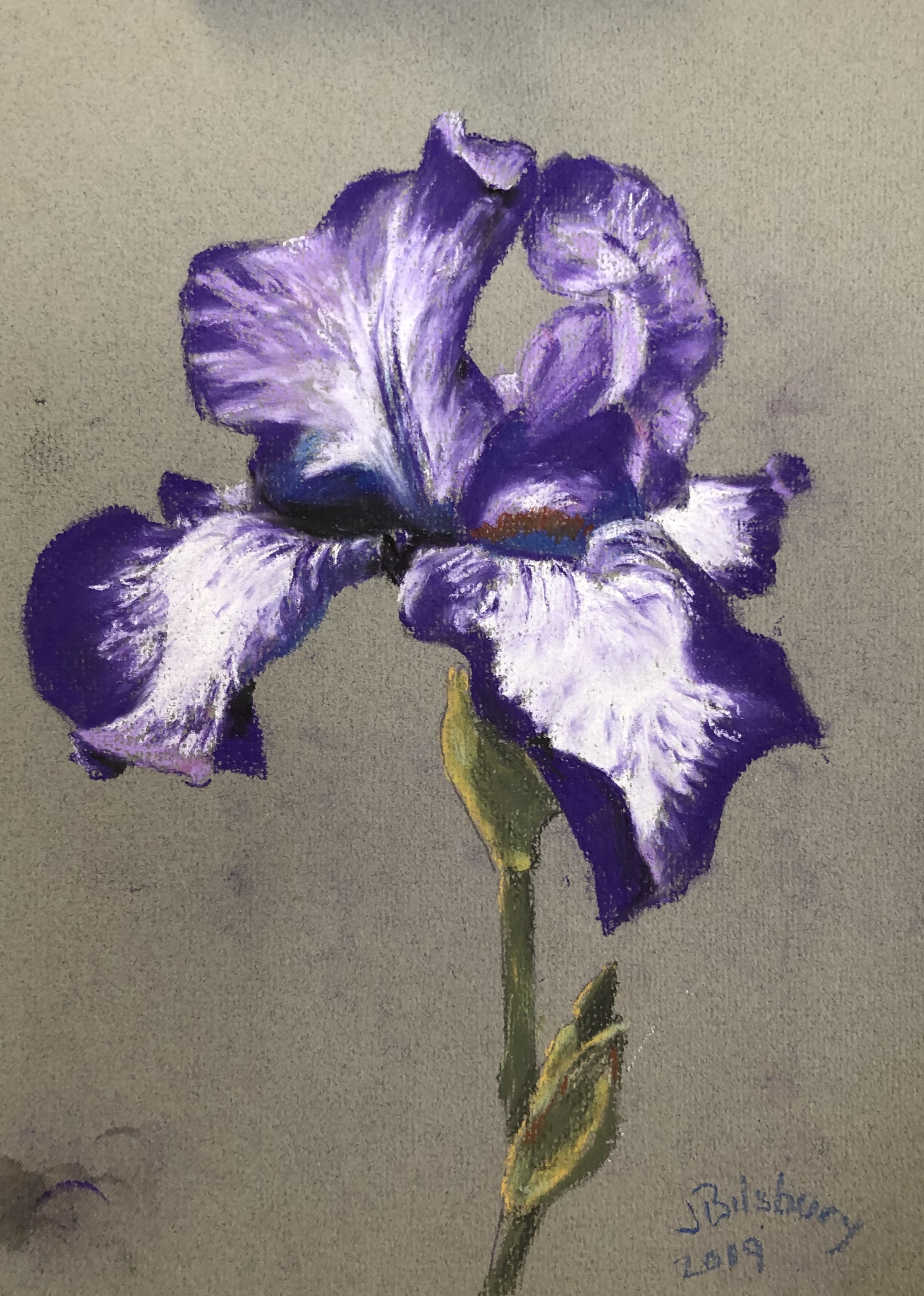 Bearded Iris - Pastel pencil.