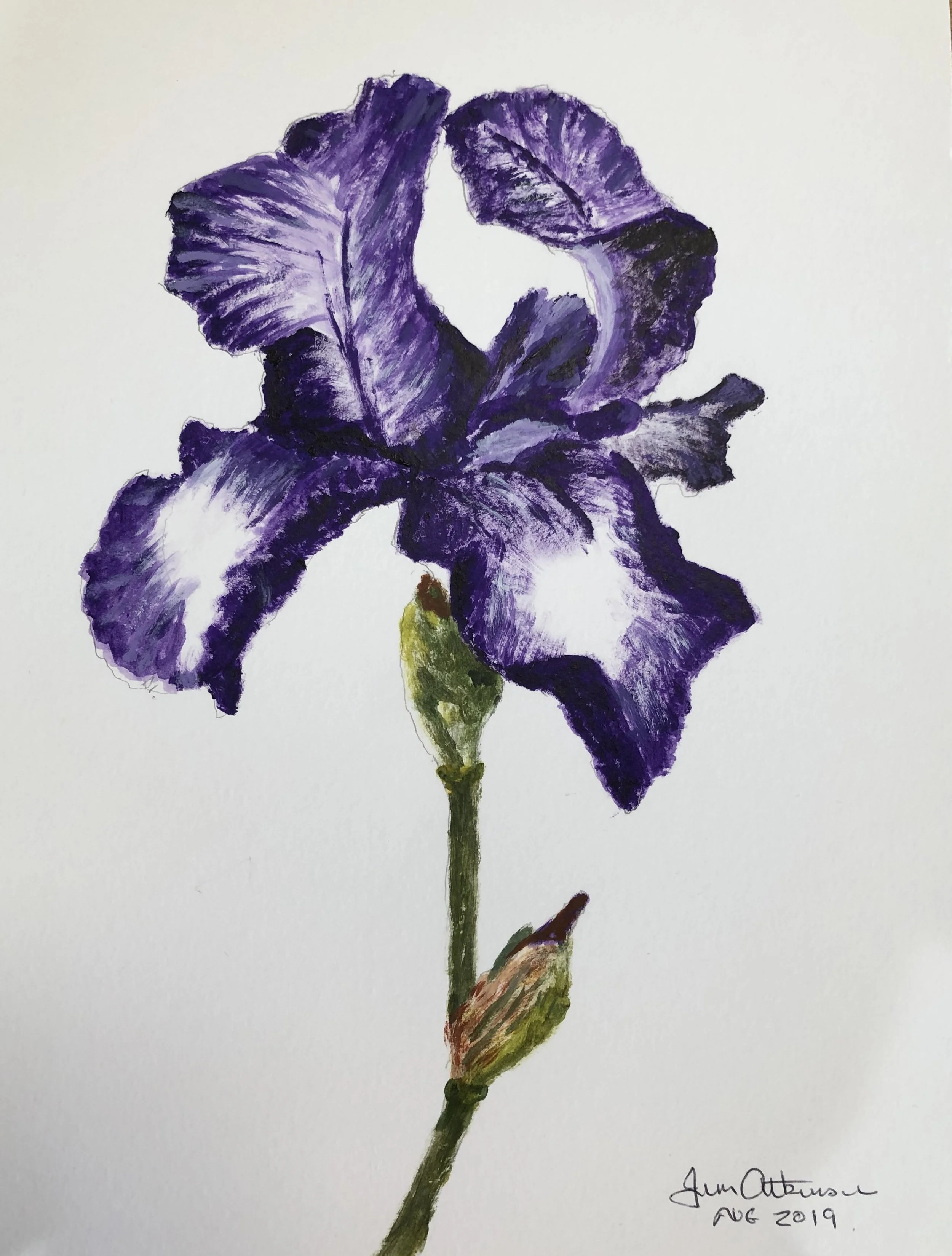 Bearded Iris - Acrylic.