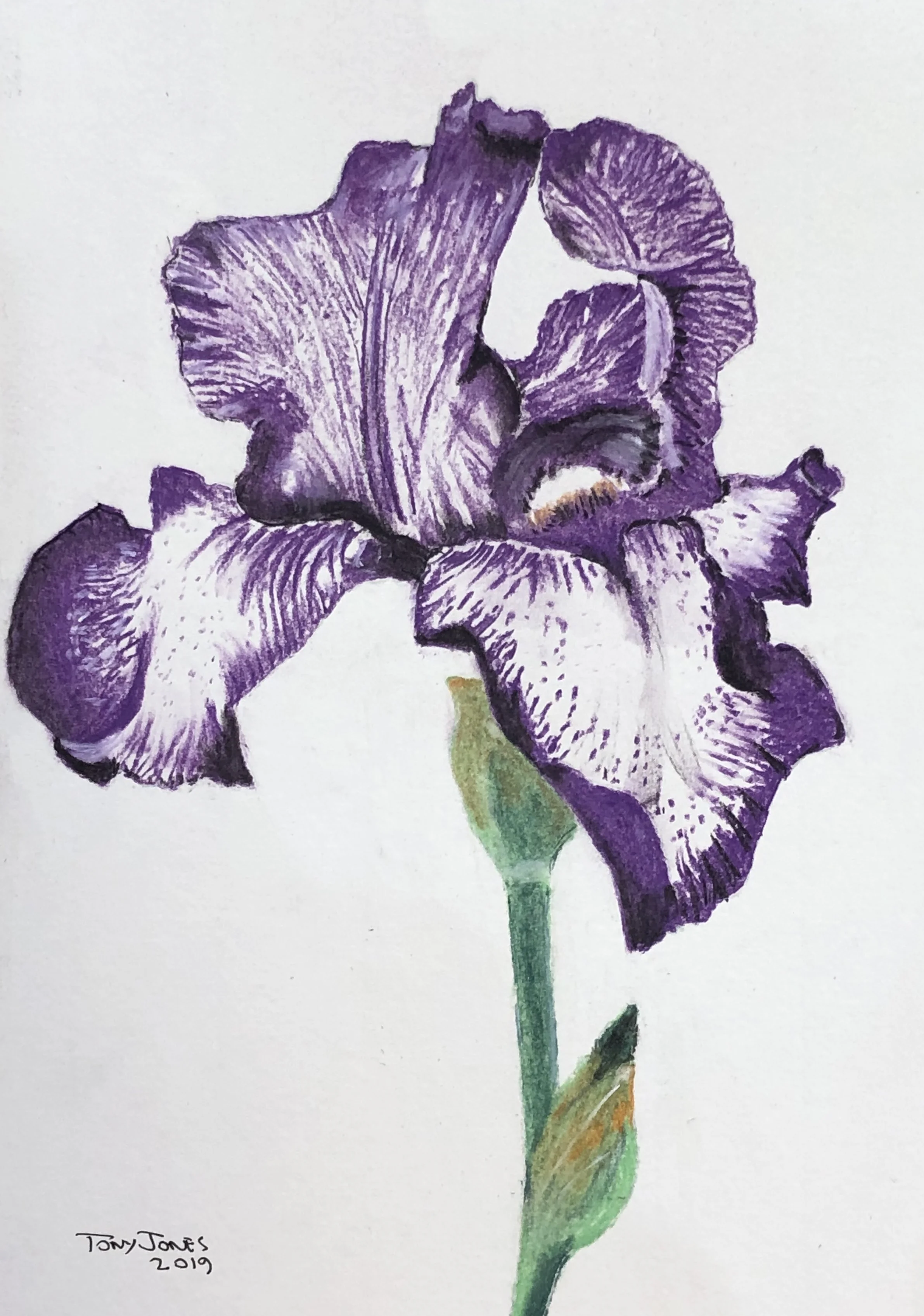 Bearded Iris - Pastel pencil.