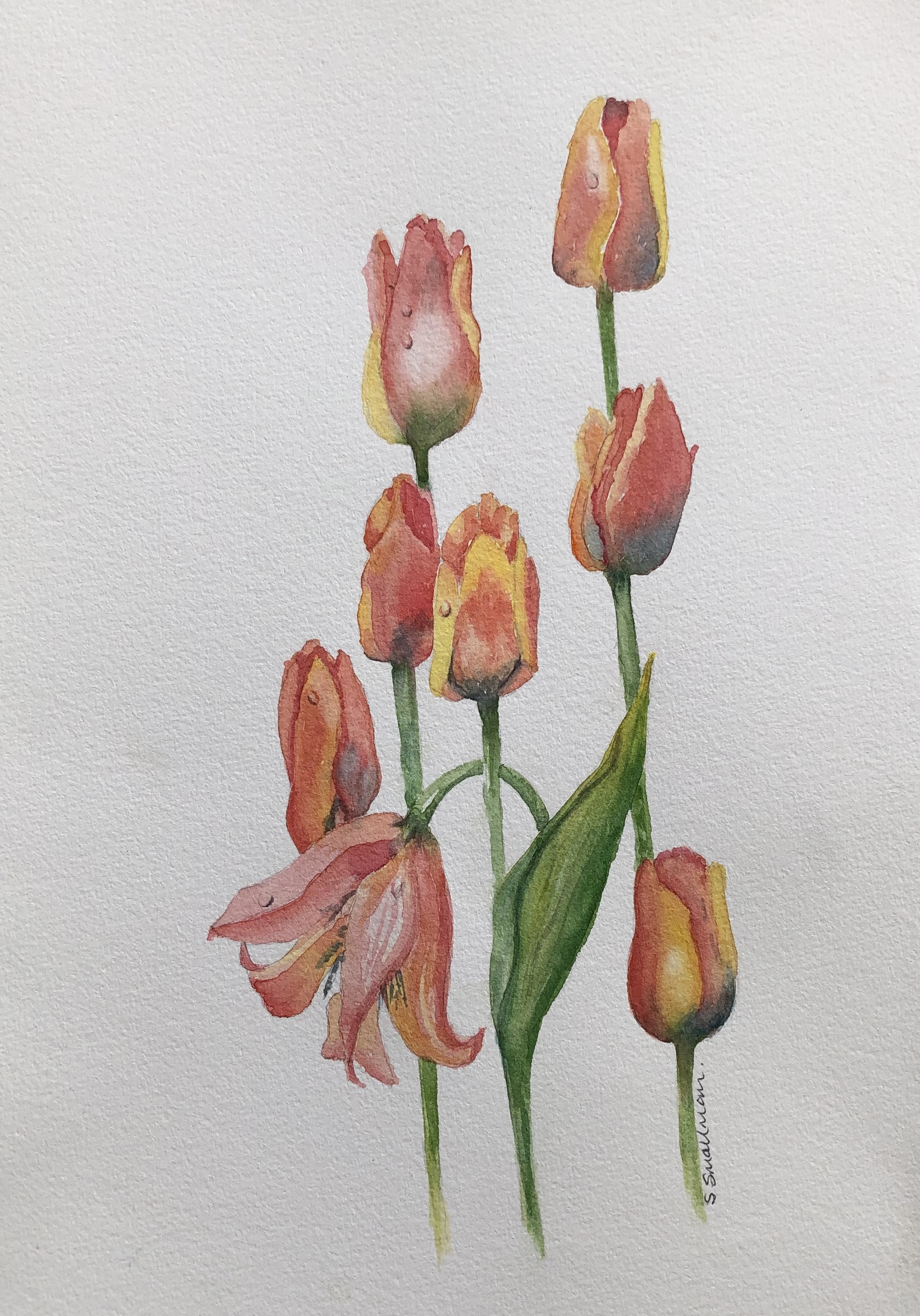 Tulips - Watercolour.