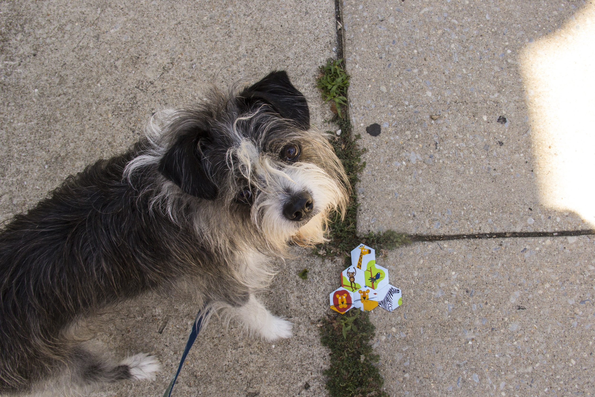 Poor guy, he was so freaked out by the thunderstorm this morning. Extra snuggles for me and the kiddo before preschool.