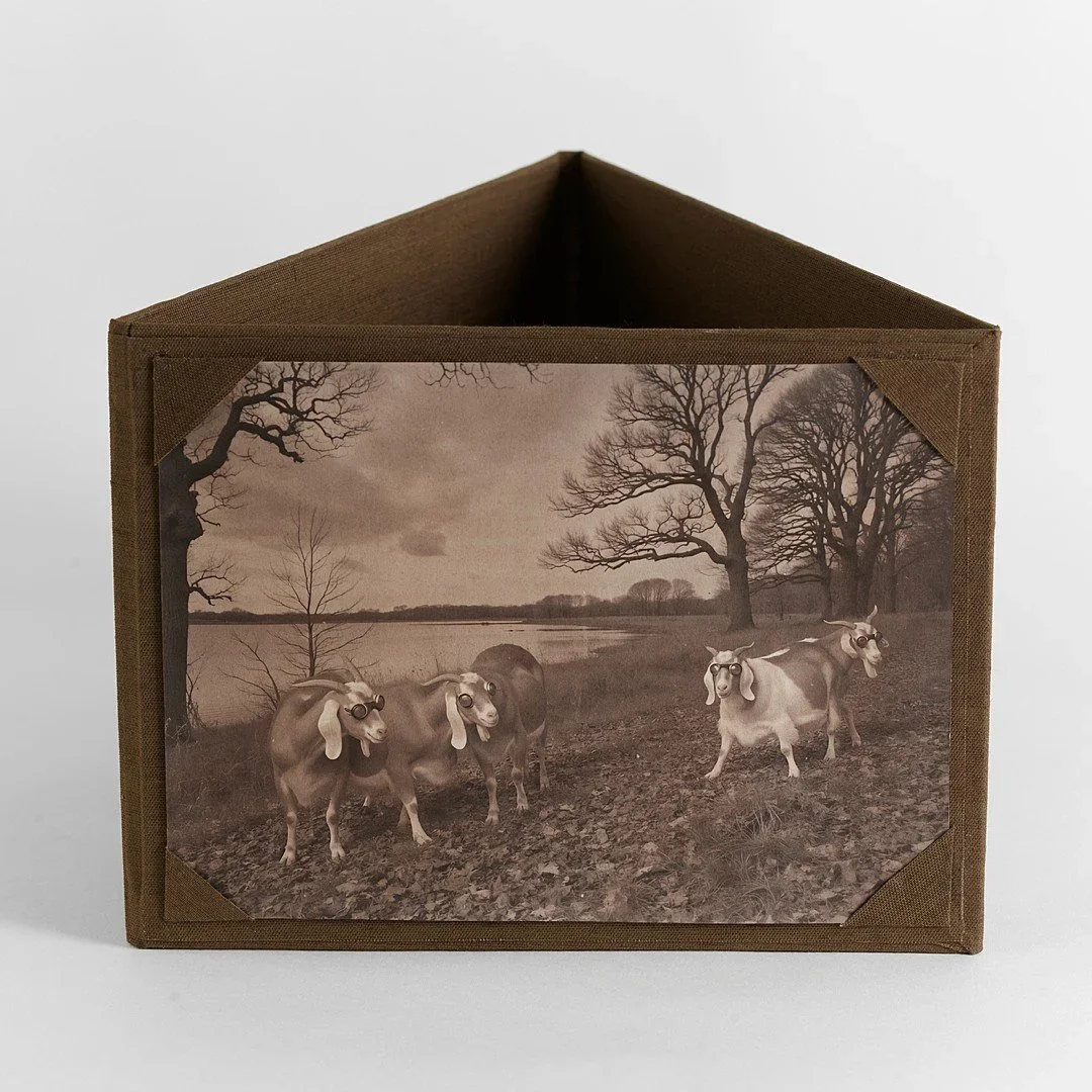 DUMBER and DUMB (2024)