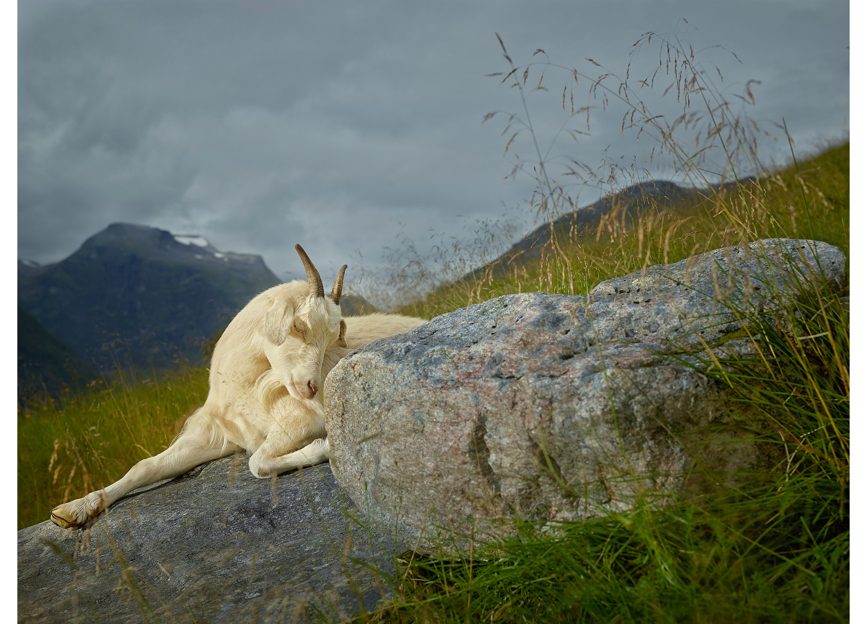 Hazel, Geiranger Fjord, Norway