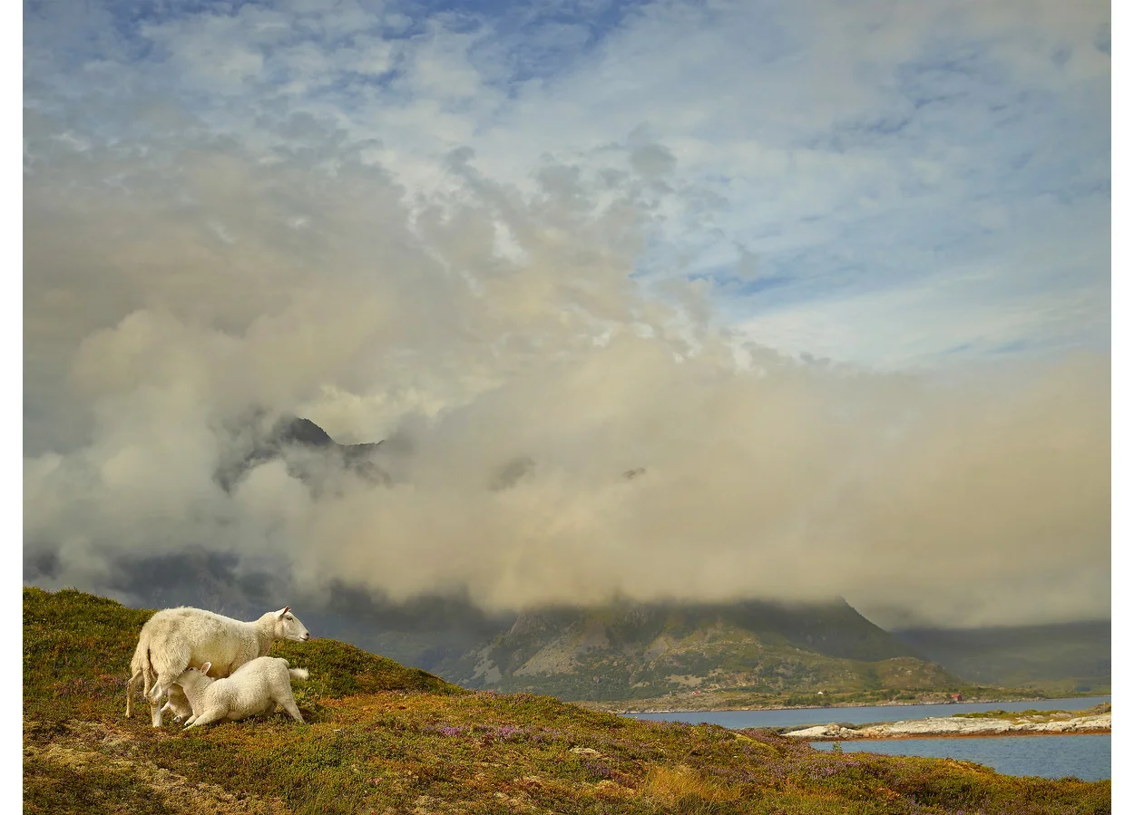 Lofoten Snacktime, Lofoten Islands, Norway