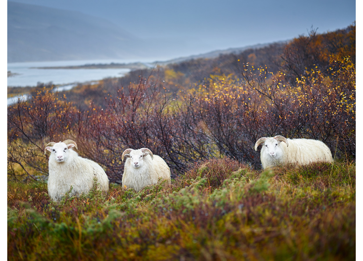 Raindrop Flock, Iceland