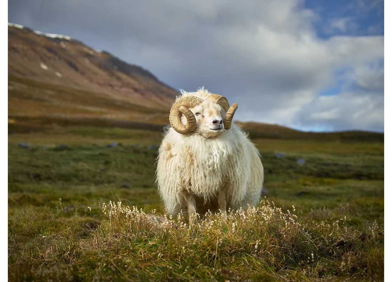 Mr. Hofsós, Skagafjardarsysla, Iceland