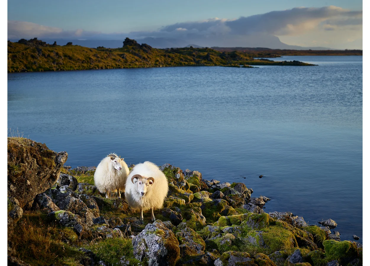 The Lifeguards, Iceland