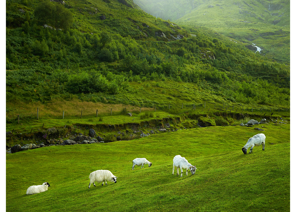 Lazy Day, County Kerry, Ireland