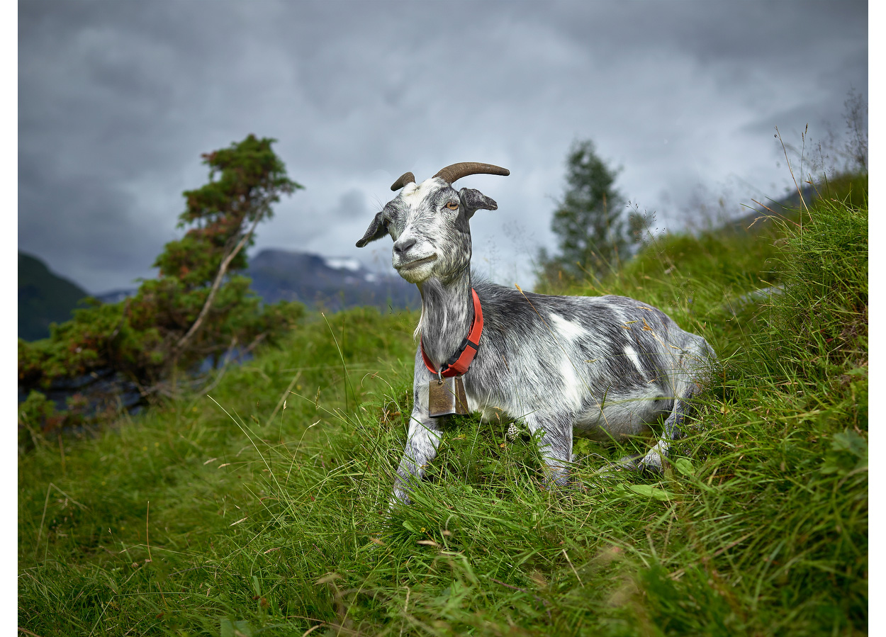 Old Goat, Geiranger Fjord, Norway
