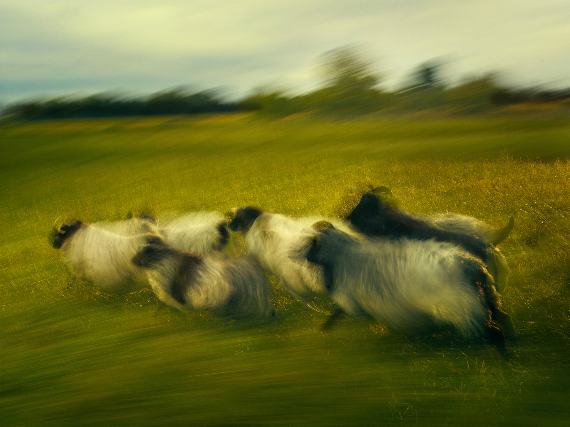 German Pastoral Study #1, Kehl, Germany