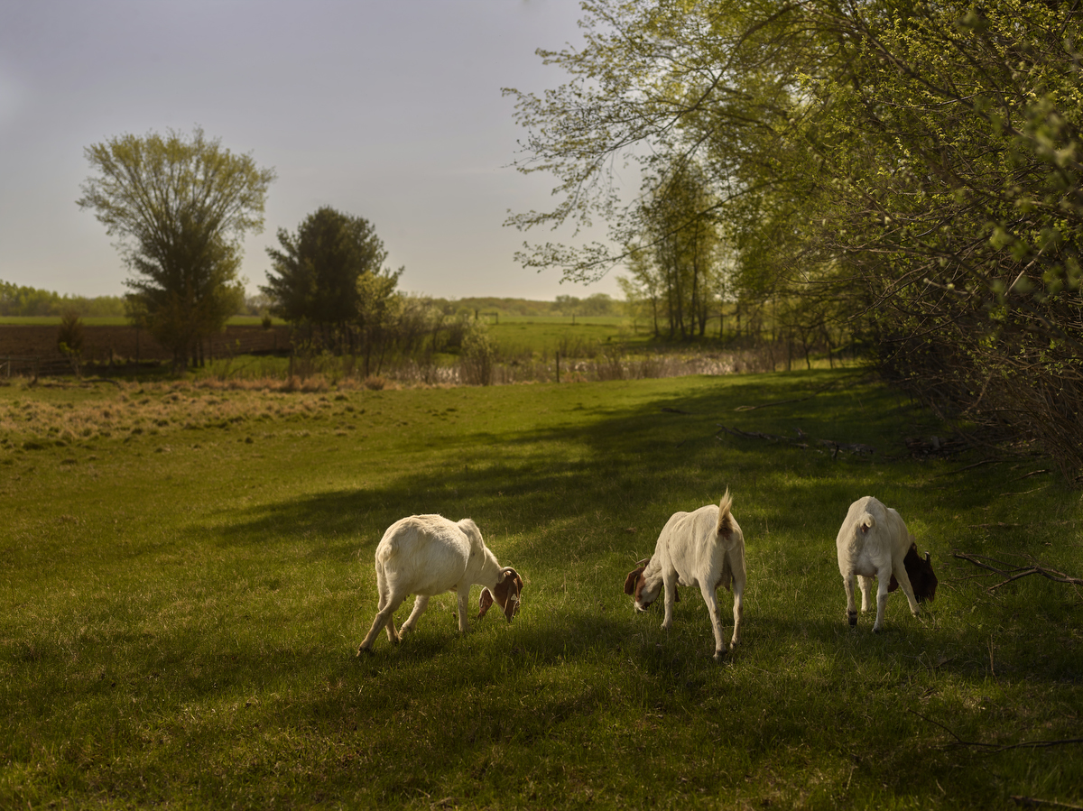 Three Graces