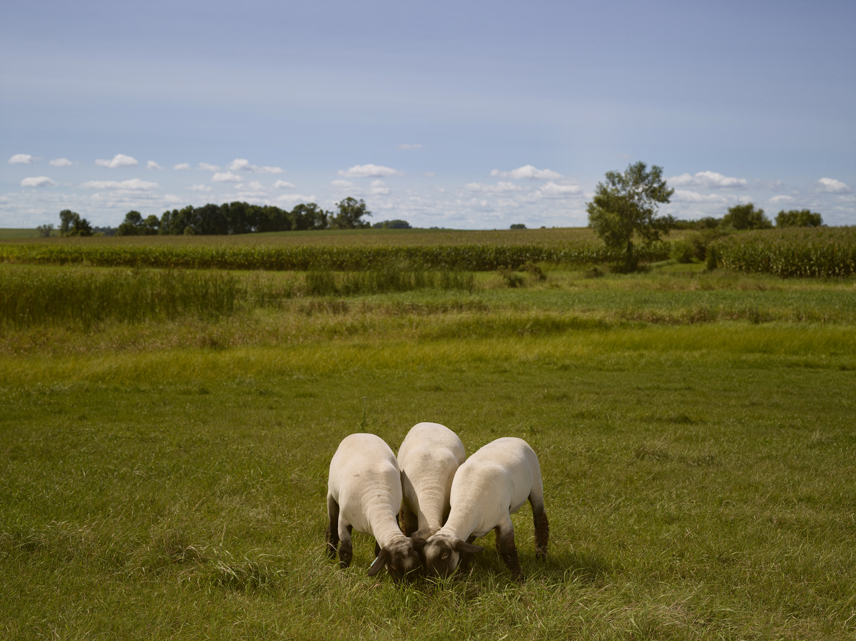 Ovid’s Green Pasture