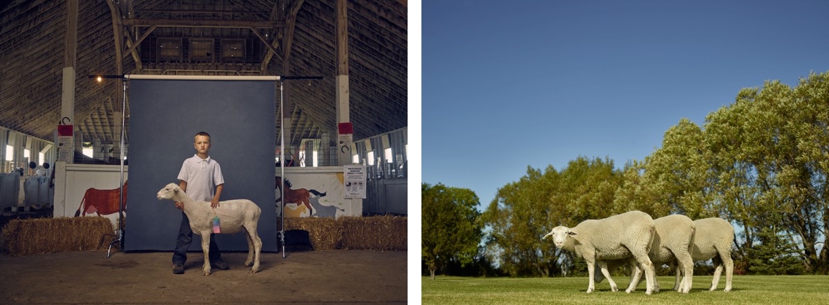 Marcus and Sheep, Mahnomen County Fair, Minnesota, 2016