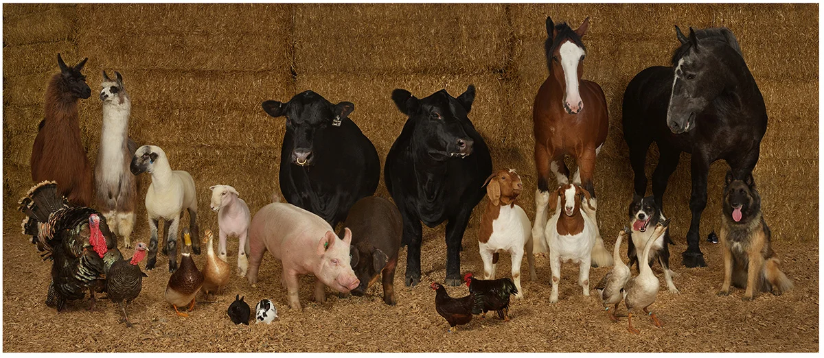 Minnesota State Fair Supreme Champion Pairings from 2018 by R. J. Kern, archival pigment print, 2019