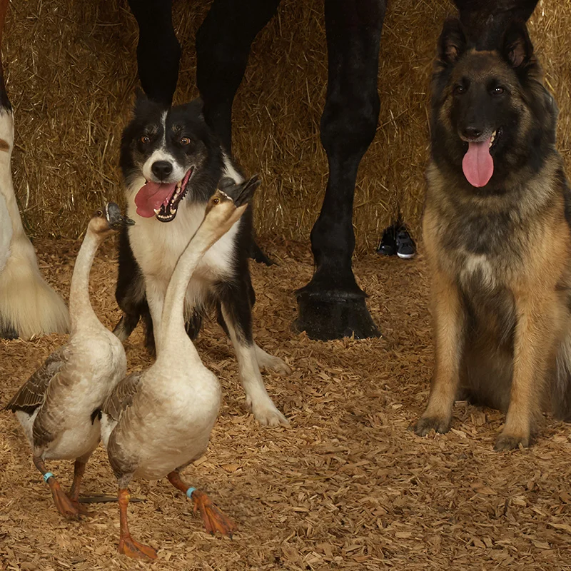 Detail #1. Supreme Champion Geese and Herding Dogs