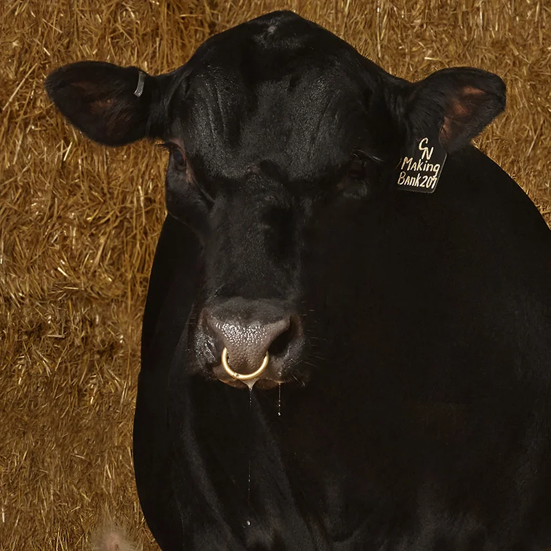 Detail #2. Supreme Champion Steer, “Making Bank”