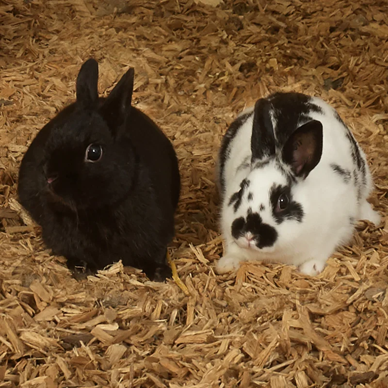 Detail #3. Supreme Champion Rabbits