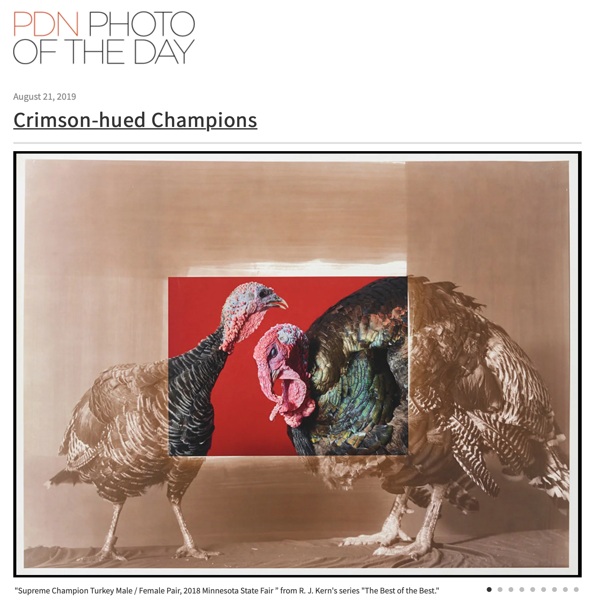 PDN Photo of the Day featuring work by R. J. Kern, Supreme Champion Turkey Male / Female Pair, 2018 Minnesota State Fair from the series The Best of the Best.