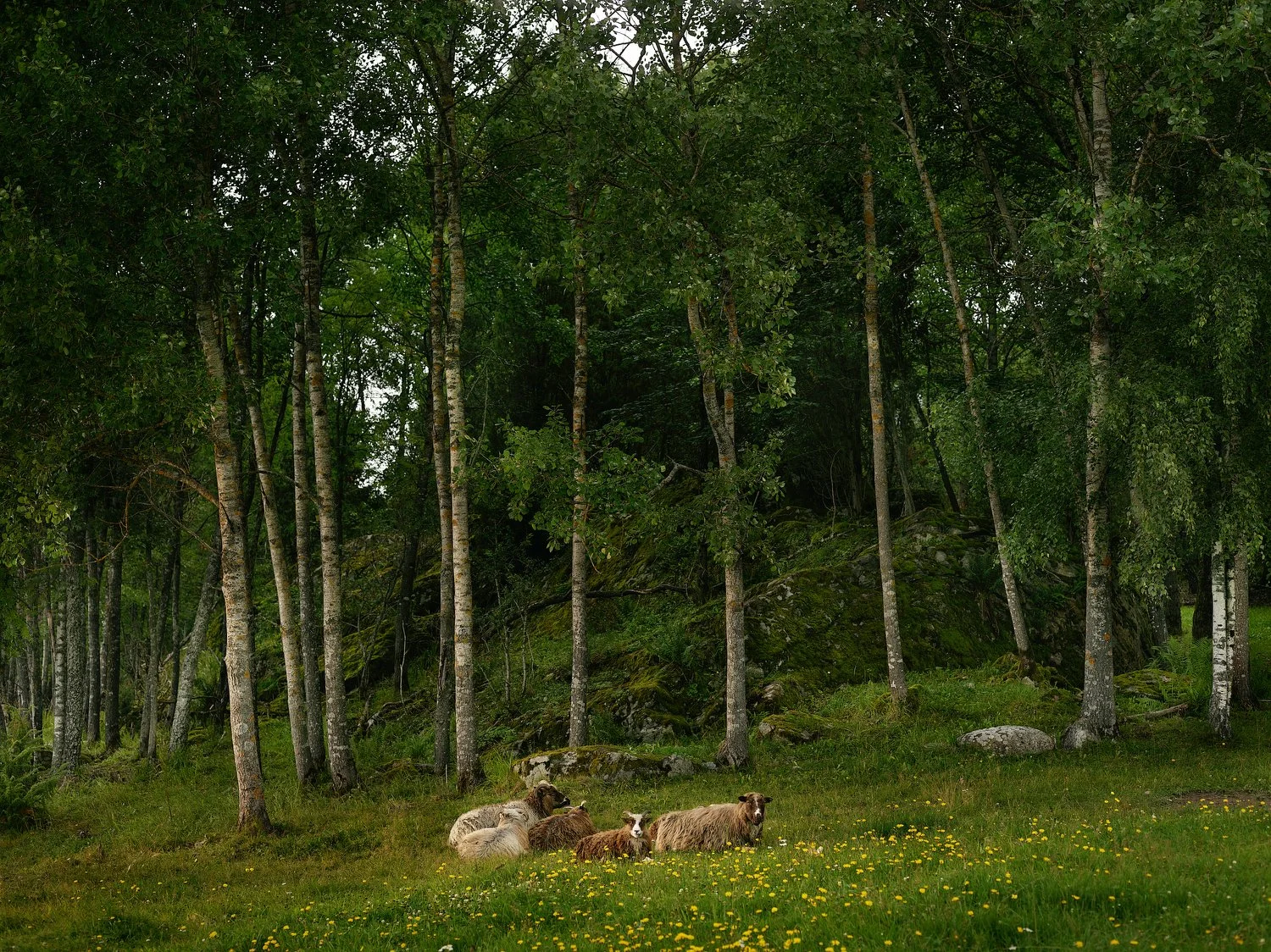 Spare Time Club (Søndre Aas farm)