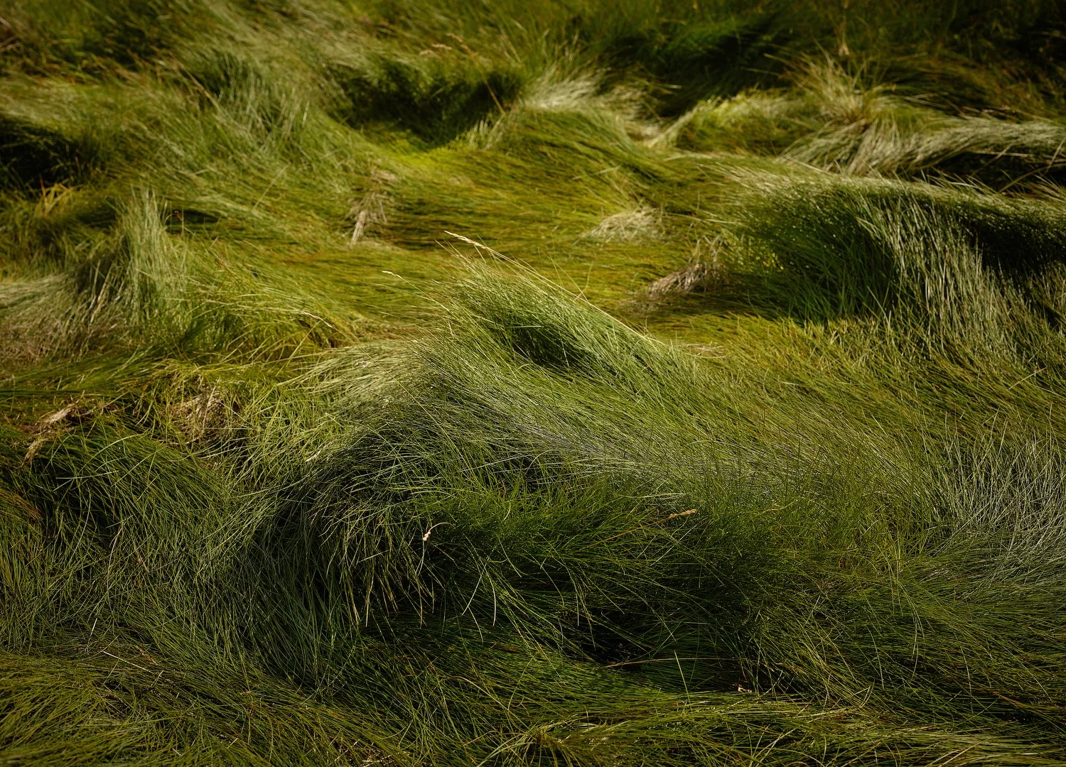 Sheep Bed, Lofoten Islands, Norway